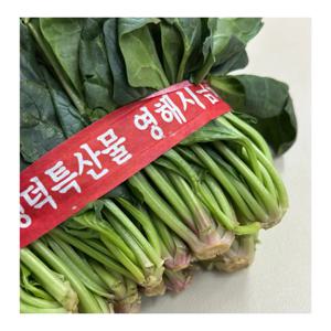 [푸디앤] 남해 시금치 포항 영해초 300g~1.2kg (1단 300g)
