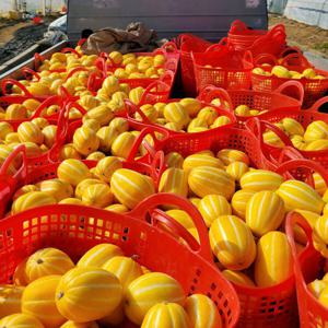 성주참외 가정용참외 농장 꼬마 참외 제철 5kg (가정용 혼합과) / 초특가 세일