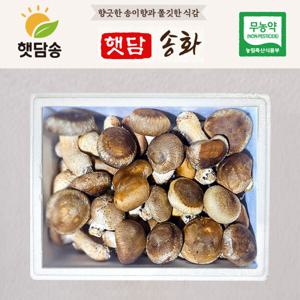 햇담 송화버섯 가정용 1kg 농협에 납품하는 이천 무농약 송고버섯 중급 실속형 농장 직배송