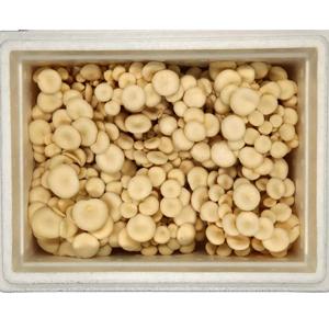 산지직송 친환경 무농약 GAP 굴맛버섯 1kg 풍부한 굴향버섯 느타리 흰느타리 오직 키움의 미학 에서만