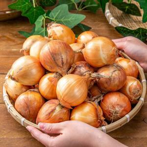 경남 양파 산지직송 노지양파 국내산 소 중 대 10kg   26년 햇양파 최저가 행사 -  무료배송