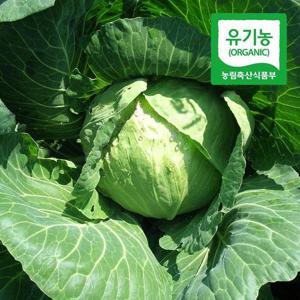 초록초록팜 유기농 제주 월동 양배추 1kg 1-2통 친환경 제철 야채 PS