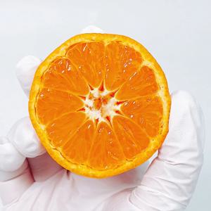 프리미엄 고당도 미국 만다린 귤 1kg 외