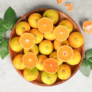 제주 감귤 고당도 하우스감귤 2kg 3kg 5kg
