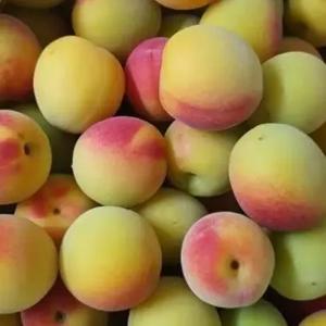 [최상품]프리미엄 광양 황매실, 남고매실 왕특 5kg, 10kg
