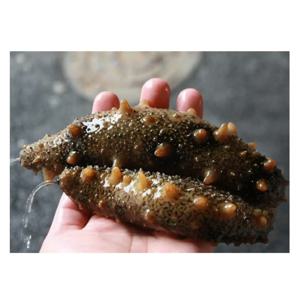 [푸디앤]횟감용 활 해삼 500g (5-8미)