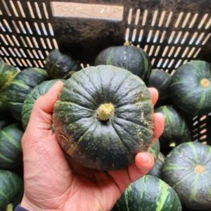 제주도 보우짱 밤호박 2kg 3kg 5kg