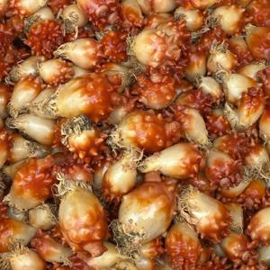 국내산 활 앵치멍게 4kg+2kg 총 6kg