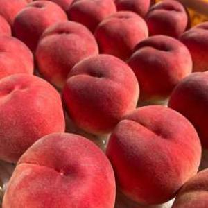 (수량한정) 10~12브릭스 설원 백도 반딱딱 복숭아 2kg (14~18과 내외) / 후숙시 쫀득말랑 당일수확발송 국산