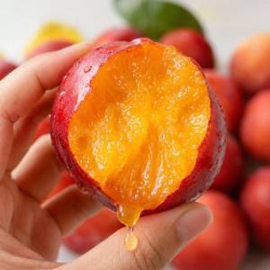 최대 16brix 경북 의성 대석 햇자두 1kg 35~50과 /첫출하 예약판매 특가찬스 한정판매 산지직송 아이스포장