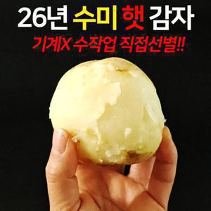 [직접선별] 수미 햇 감자 5kg(대/계란크기)