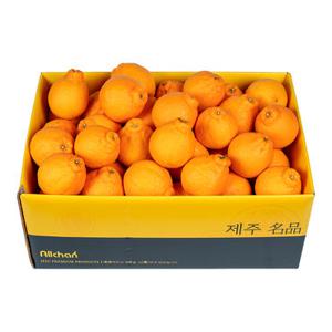제주 꼬마한라봉 중과 10kg(48~55과 내외)