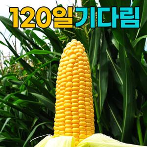[첫수확] 햇 초당옥수수 10개(특품/15cm이상)