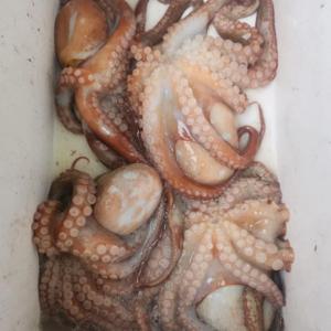 [푸디앤]  활 돌문어 1kg(1-4미)