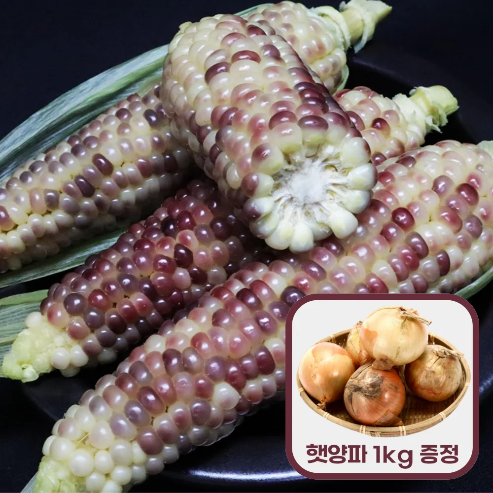2026년 햇 흑찰옥수수 5개 10개 20개 양파 소 1kg,뉴슈가 1봉 증정