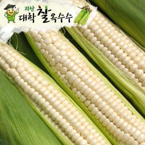 괴산 대학 찰옥수수 20개 (개당17cm이상) 햇옥수수