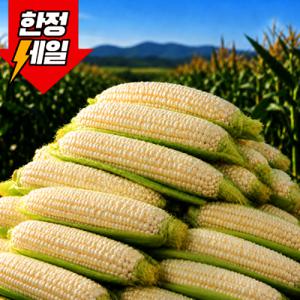 (한정초특가) 국내산 미백 찰 옥수수 30개 특품 17cm 내외 달콤쫀득 싱싱아삭 영월 프리미엄