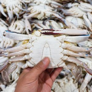 활 숫꽃게 1kg + 1kg 총 2kg 단하루 특가 행사