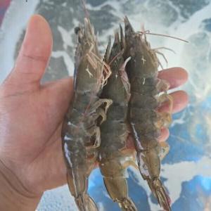 산지직송  국내산 초특가 생물 흰다리새우 1kg (40미내외) 활 새우 한정판매 / 2kg 구매시 2천원 할인