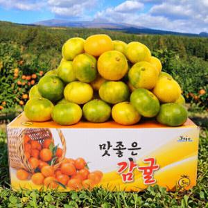 (신선집중) 제주직송 서귀포 극조생감귤 4.5kg(로얄과)