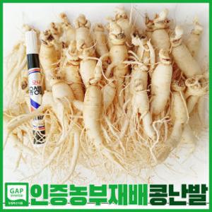 콩난발삼 (750g 30뿌리내외) 6년근-4년근 못난이수삼 무료세척 홍삼액달임용 인삼라떼 삼계탕