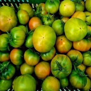 당신애 대저토마토 짭짜리토마토 단토마토 5월과일 흠과 당일 수확분 어르신 영양 간식 과일 2.5kg
