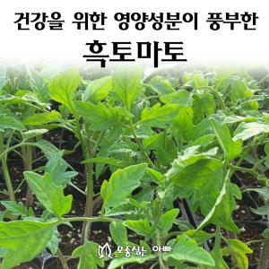 [모종심는아빠] 건강을 위한 영양성분이 풍부한 흑토마토