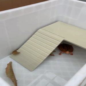 파충류 계단 놀이터 일광욕 애완 거북이 쉼터 도마뱀 절지류 육지 중형 대형