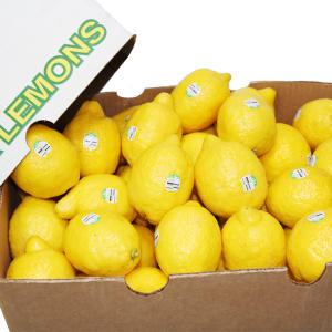 켈리포니아 레몬 17kg 95과/ 팬시레몬 1개당 178g 내외 / 썬퍼시픽 특대과
