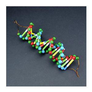 DNA 모형 20쌍 5명 세트교구 과학교구 과학만들기 과학의날 조립완구 과학완