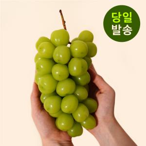 과일도감 고당도 샤인머스켓 망고포도 씨없는 포도 가정용 정품 1.5kg 2kg 3kg (2수, 3수, 4수) 에어셀 포장