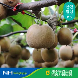 [제주농협] 고당도 제주 하트 골드키위 2kg 3kg 신품종