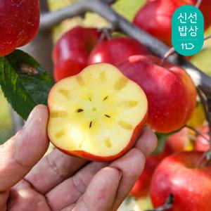 [산지발송] 고당도 영주 미니 별사과 가정용(중과 11~13과 내외 18brix)