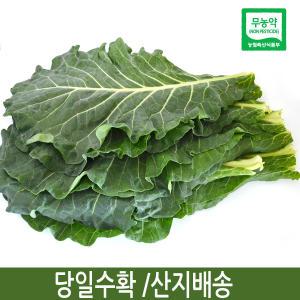 유기농 케일(녹즙용) 1kg