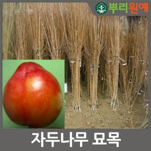 자두나무 묘목 접목1년생 맛있는 자두 포모사(호무샤) 특묘 2개 c42