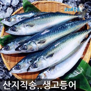 제주 손질 고등어 8마리내외 /생물고등어 2kg 3kg