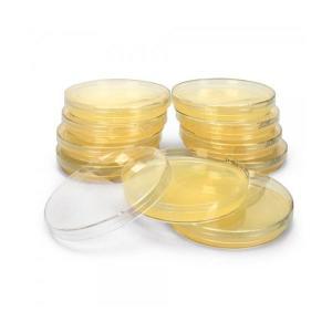 MH Agar Plate