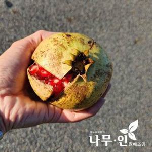 [나무인] 겹꽃석류 꽃목단석류 묘목