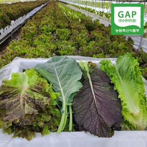 [팜스홀릭] 당일수확 GAP 4종 야채 모듬 쌈채소 1kg 외