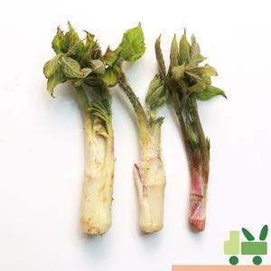 두릅 (땅두릅) 1kg