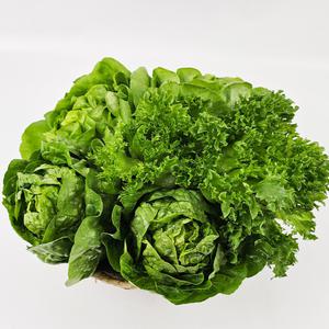 GAP 유러피안 샐러드 쌈채소 1kg 당일수확 3종랜덤