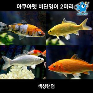 아쿠아펫 비단잉어 2마리(색상랜덤, 크기 10cm전후)