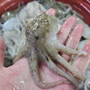 자연산 제철 활 쭈꾸미 주꾸미 1kg