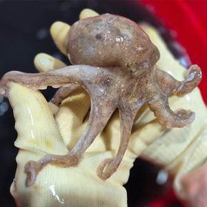 [롯데백화점]물맛남 25년 제철 귀한 활쭈꾸미 1kg 10미내외_국내산