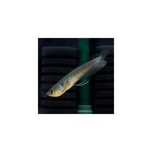 미미네아쿠아 물고기 실버 아로와나 베이비 1마리 (10~15cm)