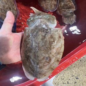 국내산 생물 특대 갑오징어 1kg 2~4미 내외 오징어 회 구이 숙회 탕 볶음 통찜 술안주