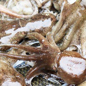 [착한어부][춘백이네어부장터] 국내산 주꾸미 1kg (7-10미 내외)