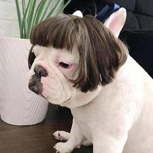 강아지모자 애견 소형견 중형견 대형견 모자 애완 동물 머리 장식 가발 의상 소형견/중형견/대형견용 파티