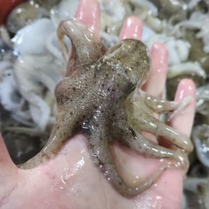 활 쭈꾸미 주꾸미 1kg