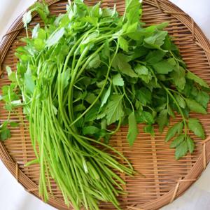 산청 지리산 미나리 1kg 세척해서 편리한 생식용/즙용 밭미나리